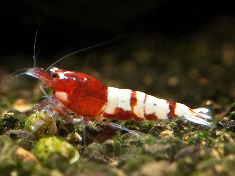 Phù hợp nuôi tép pinto nuôi bể kính