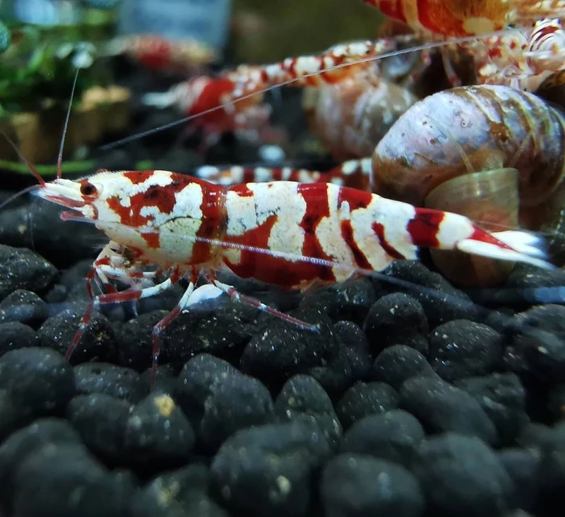 Ngắm nhìn tép pinto đàn đẹp trong hồ cá