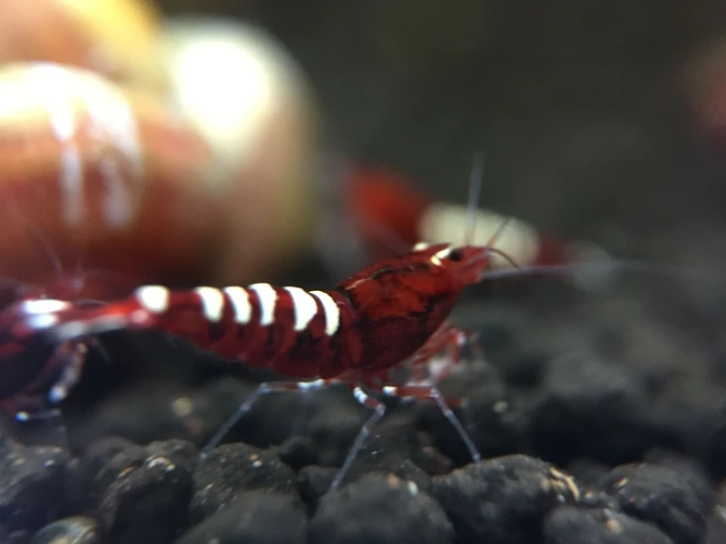 Trang trí hồ cá bằng tép pinto trang trí bể cá