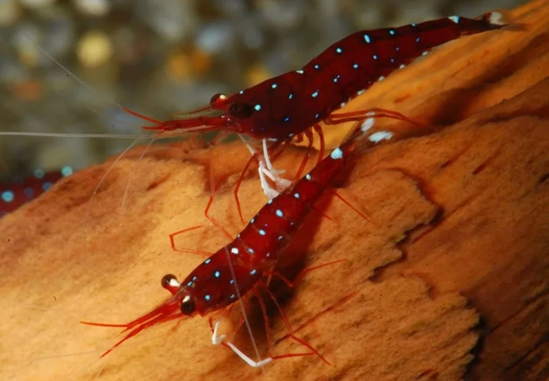 Gợi ý setup đẹp với tép sulawesi cardinal nuôi bể kính sang trọng