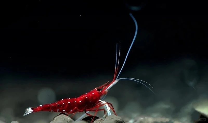 Tạo điểm nhấn hồ cá với tép sulawesi cardinal trang trí bể cá cực nổi bật