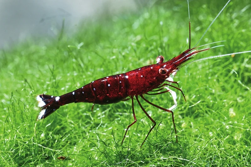 Bí quyết nuôi tép sulawesi cardinal nuôi thủy sinh khỏe và màu đẹp