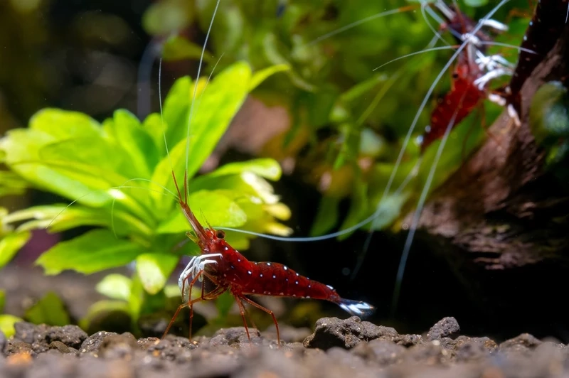 Sự khác biệt độc đáo của tép sulawesi cardinal độc lạ trong bể cá