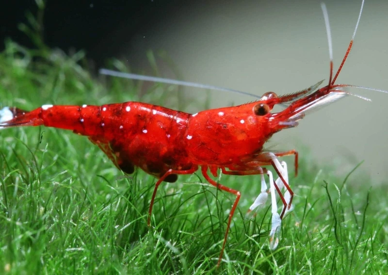 Bể cá thêm nổi bật với tép sulawesi cardinal nổi bật màu sắc rực rỡ