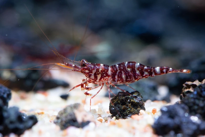 Quan sát chuyển động thú vị của tép sulawesi cardinal sinh động