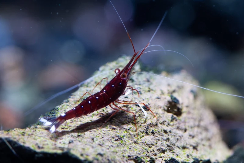 Nâng tầm hồ cá với tép sulawesi cardinal sang trọng cực hút ánh nhìn