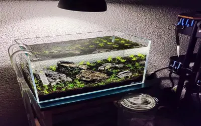 10+ Mẫu bể cá mini tuyệt đẹp cho không gian nhỏ