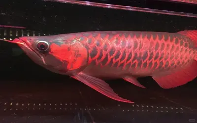 Ảnh cá Rồng Huyết Long ánh đỏ cuốn hút từng chi tiết