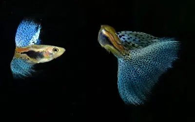 Ảnh cá bảy màu sinh động, lý tưởng cho người chơi cá