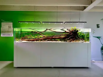 Những mẫu bể biotop đẹp tự nhiên cho không gian sống