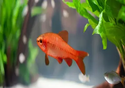 Khám phá vẻ đẹp qua ảnh cá anh đào nuôi trong bể thủy sinh