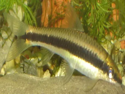 Cá bút chì xuất hiện ấn tượng trong loạt ảnh hiếm gặp