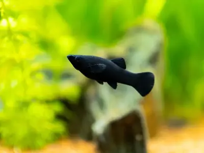 Top những hình ảnh cá hắc mollie đen tuyền đẹp cực cuốn