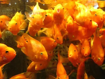 Khám phá cá Hồng Két độc đáo cho người yêu cá cảnh