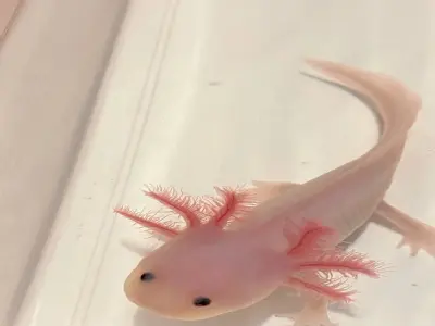 Bộ sưu tập cá Khủng Long đẹp nhất cho hồ cá phong thủy