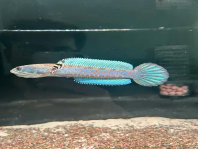 Bộ sưu tập cá Lóc cảnh độc lạ khiến ai cũng mê mẩn