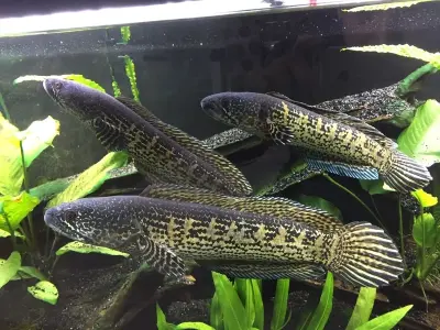 Khám phá vẻ đẹp độc đáo của cá Lóc Nữ Hoàng phong thủy