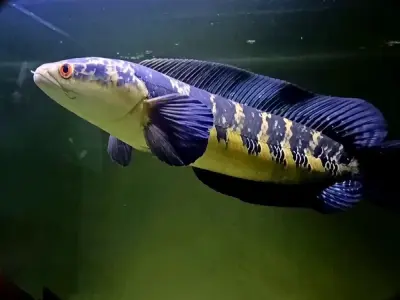 Bộ sưu tập ảnh cá Lóc Vảy Rồng thu hút mọi ánh nhìn