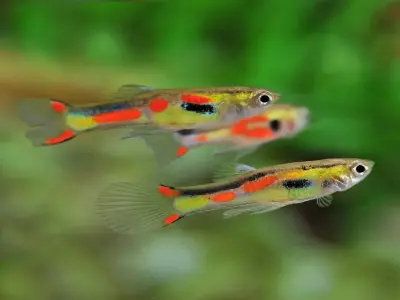 Chiêm ngưỡng những hình ảnh cá mún vàng rực rỡ và lôi cuốn