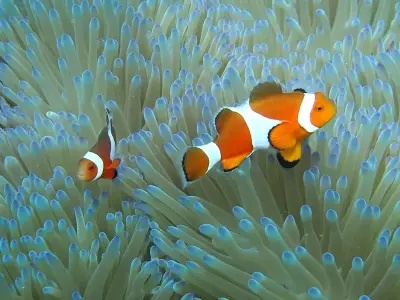 Bộ sưu tập cá Nemo mini rực rỡ và đáng yêu cho bể cá