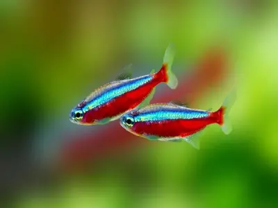 Bộ ảnh cá neon rực rỡ mang vẻ đẹp huyền ảo cho bể cá