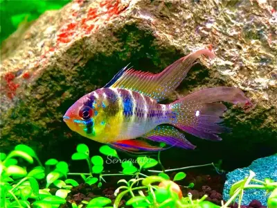 Khám phá vẻ đẹp qua ảnh cá phượng hoàng ngũ sắc cute nhất