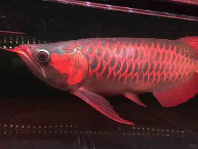 Ảnh cá Rồng Huyết Long ánh đỏ cuốn hút từng chi tiết