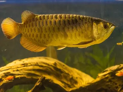 Bộ sưu tập cá Rồng Kim Long khiến người xem choáng ngợp