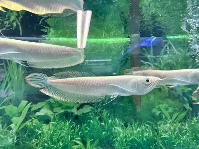 Ảnh cá Rồng Ngân Long đẹp mê hoặc giới chơi cá cảnh