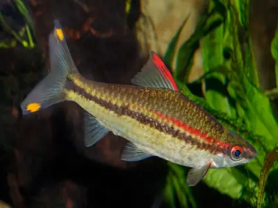 Khám phá cá tên lửa qua hình ảnh độc đáo và khác biệt