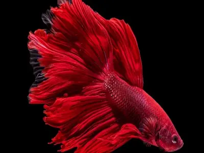 Đặc điểm cá Thia khiến ai cũng muốn sở hữu ngay