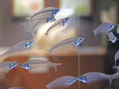 Tổng hợp các mẫu ảnh cá thủy tinh nuôi bể thủy sinh đẹp