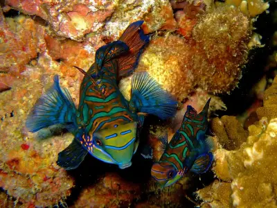 Hình ảnh cá Trạng Nguyên tuyệt đẹp làm điểm nhấn bể cá biển