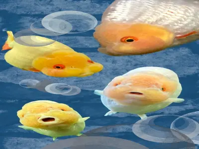 Ảnh cá Vàng Ranchu đẹp mê hoặc giới chơi cá phong thủy