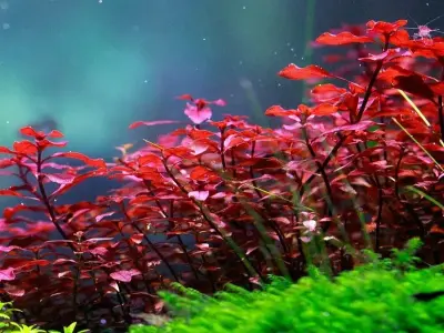 Cây thủy sinh màu đỏ - Nghệ thuật tạo điểm nhấn rực rỡ