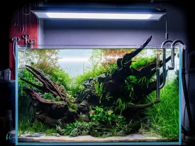 Chiêm ngưỡng vẻ đẹp của các loại đá trang trí bể cá hot nhất