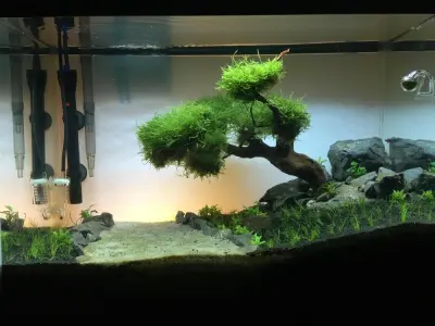 Mẫu decor bể cá Rồng đẳng cấp và chuẩn phong thủy