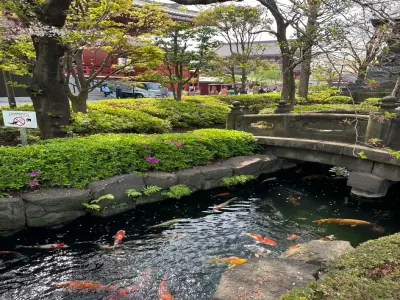 Ảnh hồ cá Koi sân vườn đẹp mang phong cách Nhật Bản