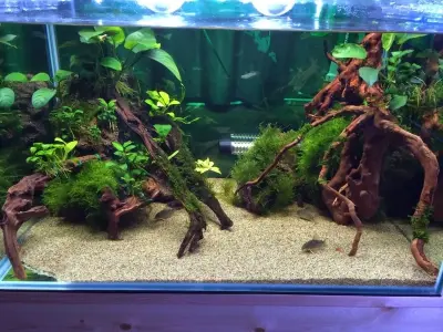 Hồ thủy sinh ráy - Lựa chọn hoàn hảo mang vẻ đẹp bền vững