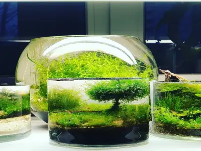 Hồ thủy sinh rêu - Mang sắc xanh thanh khiết vào không gian