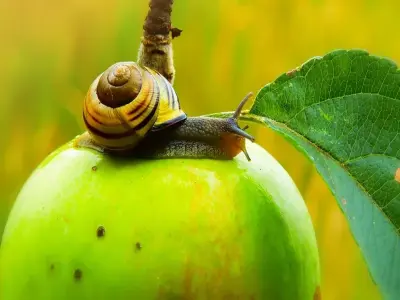 Trọn bộ ảnh ốc Táo cho người yêu thủy sinh cảnh độc đáo