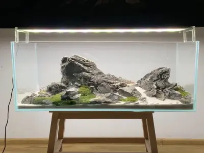 Phong cách Iwagumi và nghệ thuật đặt đá đỉnh cao Nhật Bản