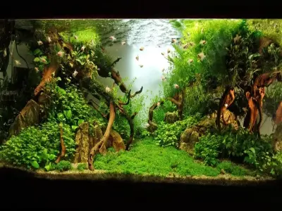 55+ mẫu hồ thủy sinh hottrend mang phong cách rừng rậm