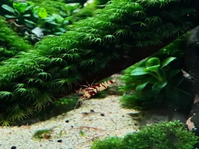 Ngắm nhìn vẻ đẹp của các loại rêu thủy sinh trong bể cá