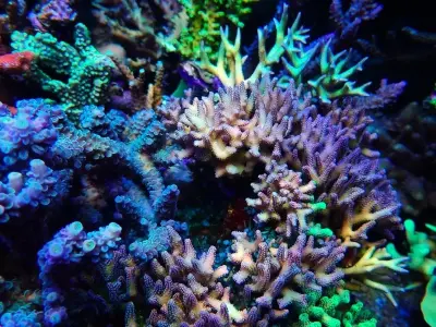 Tổng hợp hình ảnh san hô cứng sống động cho dân chơi cá