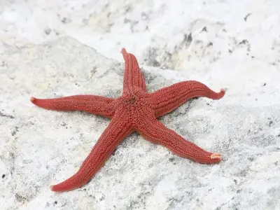 Bộ sưu tập sao biển mini sống động và đa dạng màu sắc