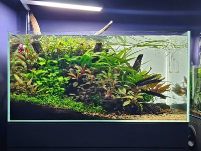 Tuyển tập các loại sỏi trang trí bể cá nhiều màu sắc sinh động