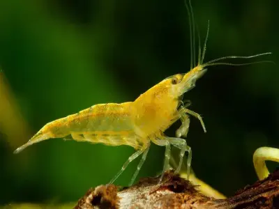 Tép Vàng trong thế giới thủy sinh đẹp tự nhiên mê hoặc