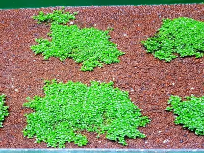 Mãn nhãn với những thảm cây trân châu ngọc trai xanh mướt