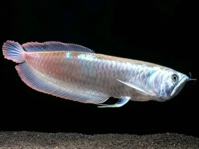 94+ Cá ngân long thu hút ánh nhìn nhờ sắc bạc lấp lánh